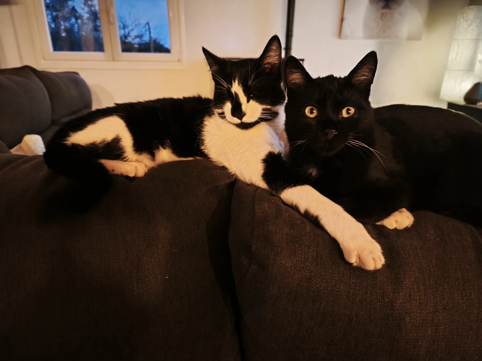 Äffchen