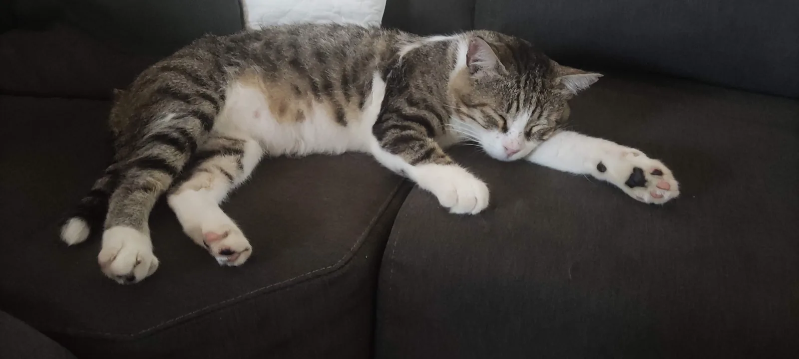 Carlos