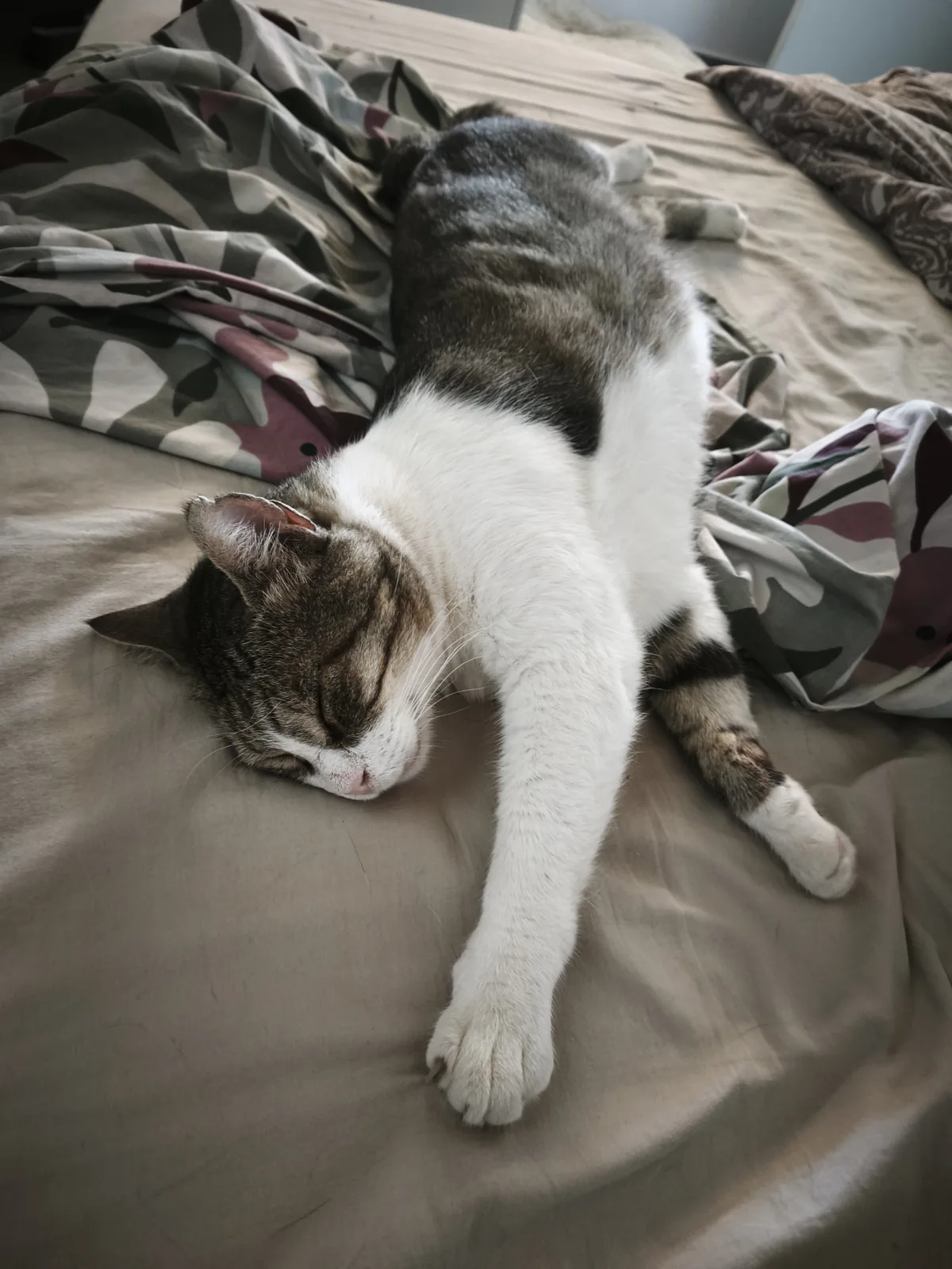 Carlos