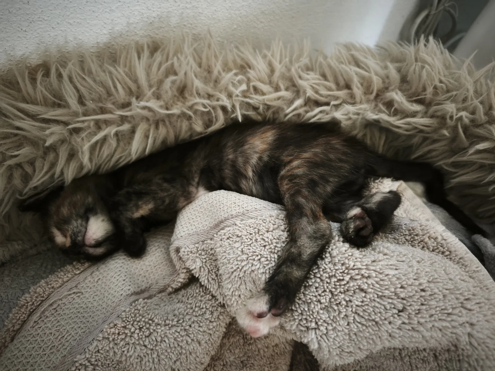 Jule