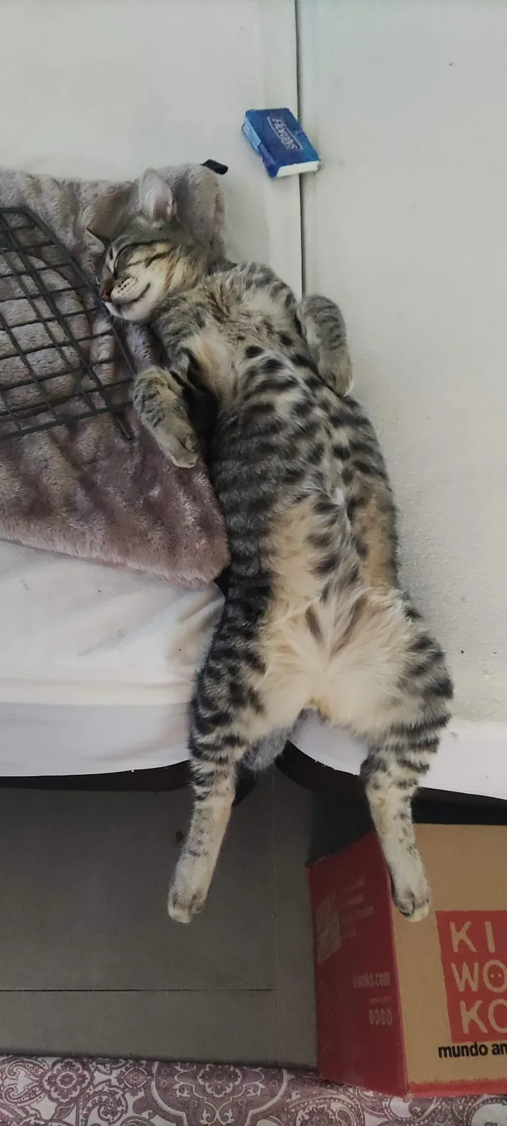 Oreo