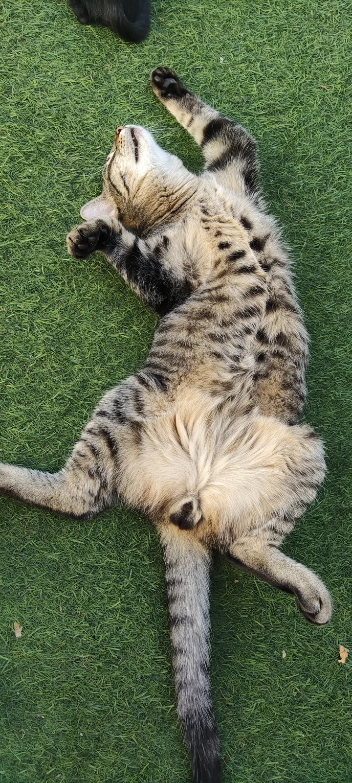 Oreo