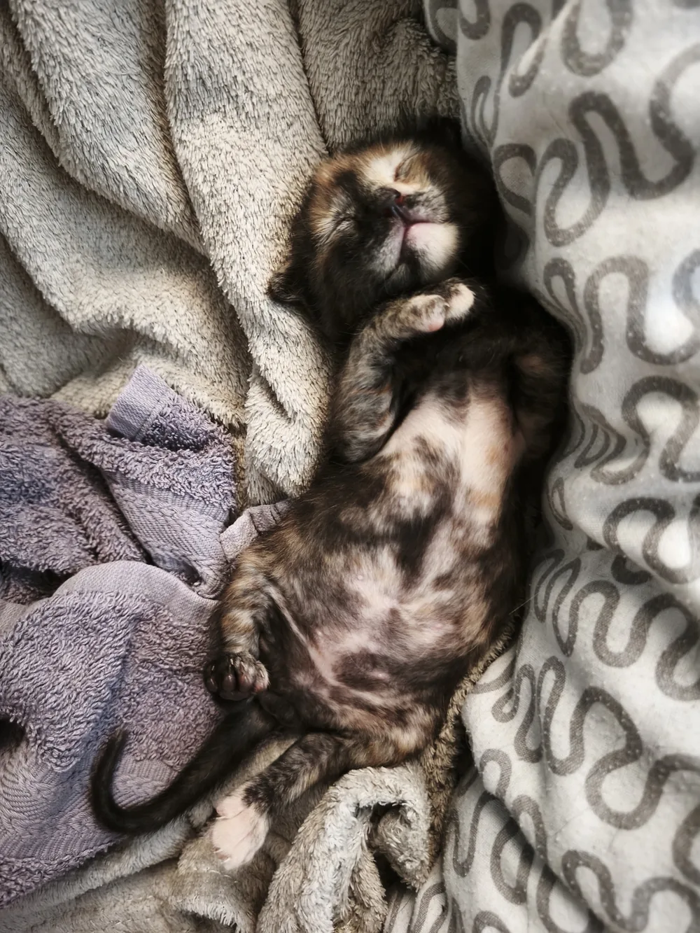 Junge Schildpattkatze Jule auf einer Decke